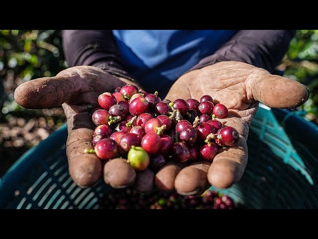 Watch: Why Costa Rica’s eco-friendly coffee culture is thriving