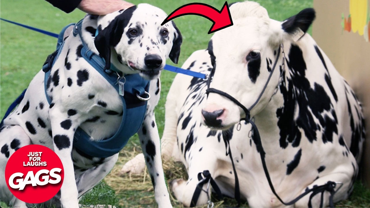 We Got Fined $10💰 Million Dollars For This..  | Just For Laughs Gags