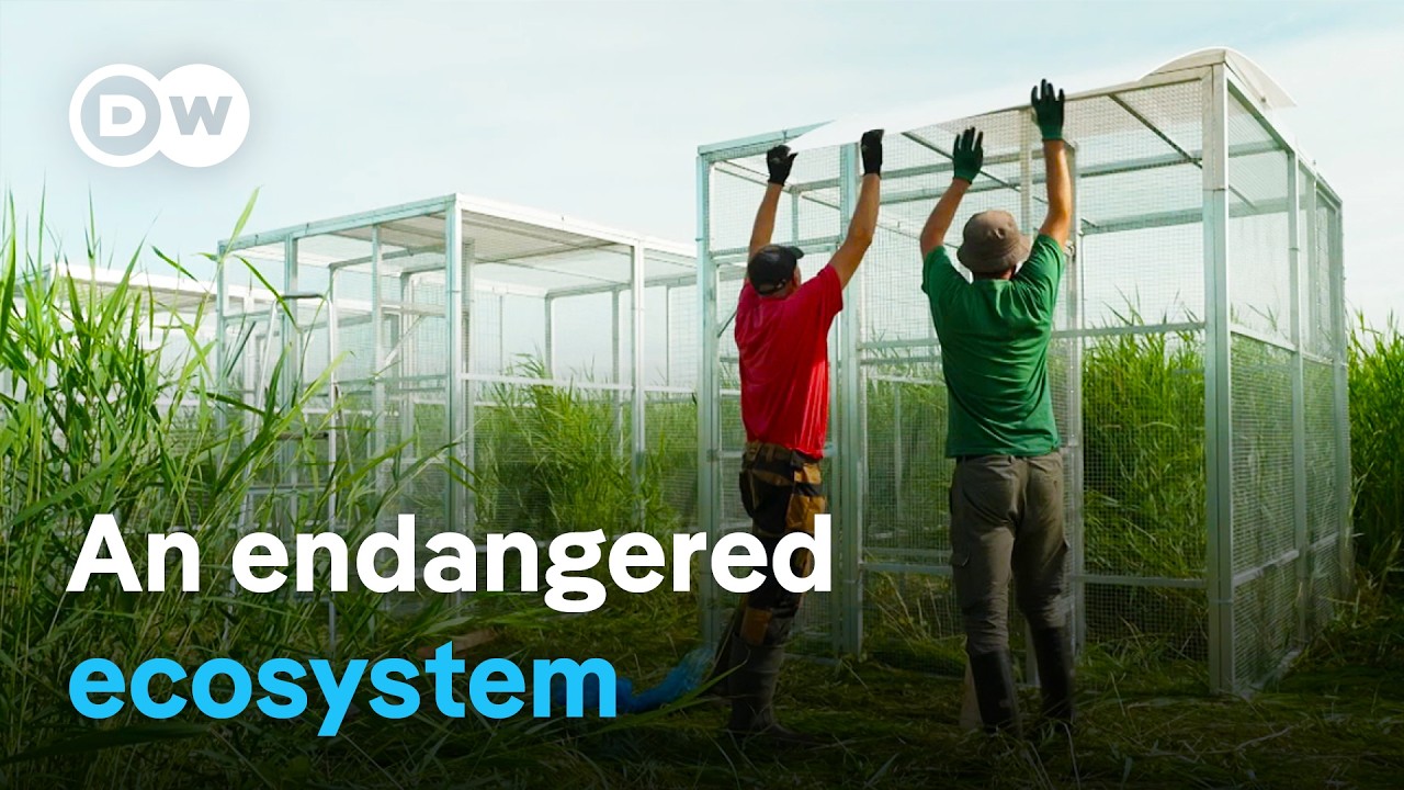 A small Polish village saves the moors | DW Documentary