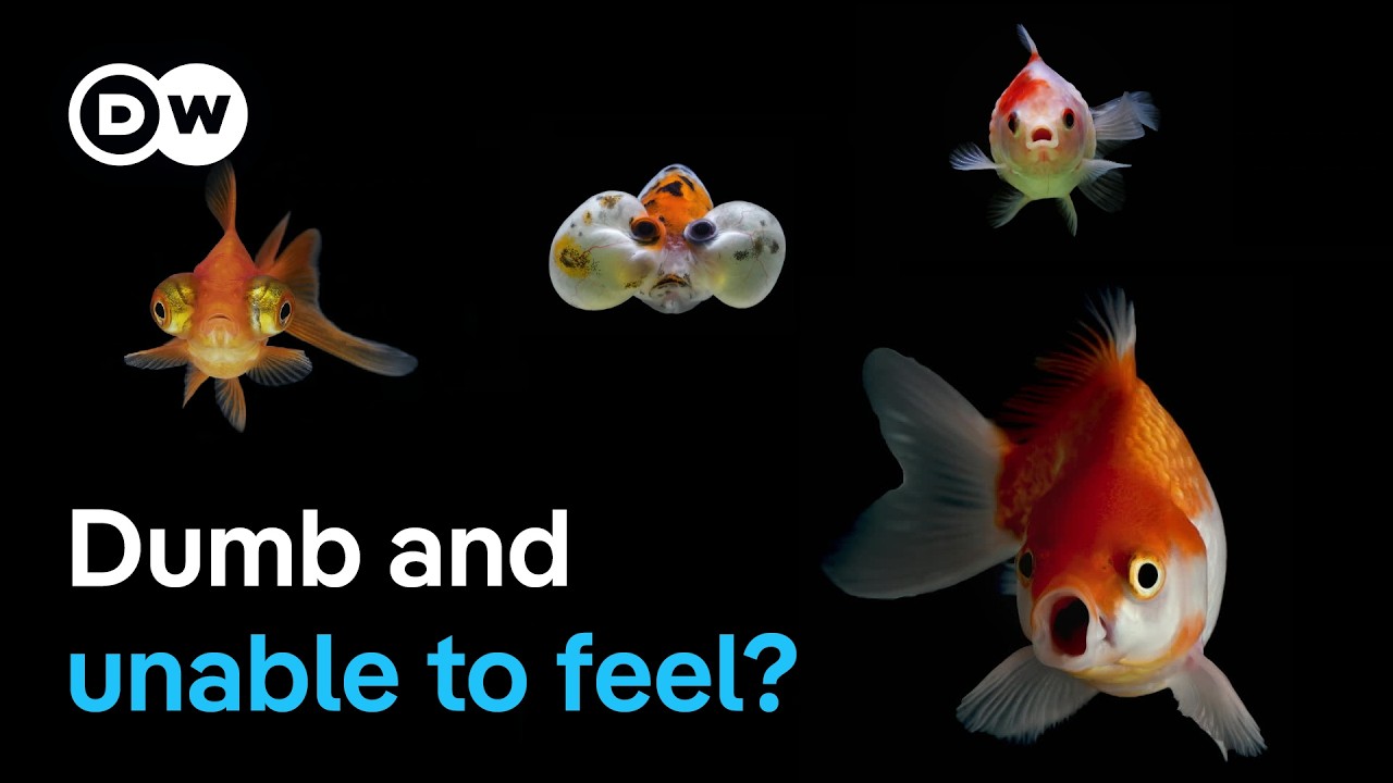 Are fish smarter than we thought? | DW Documentary