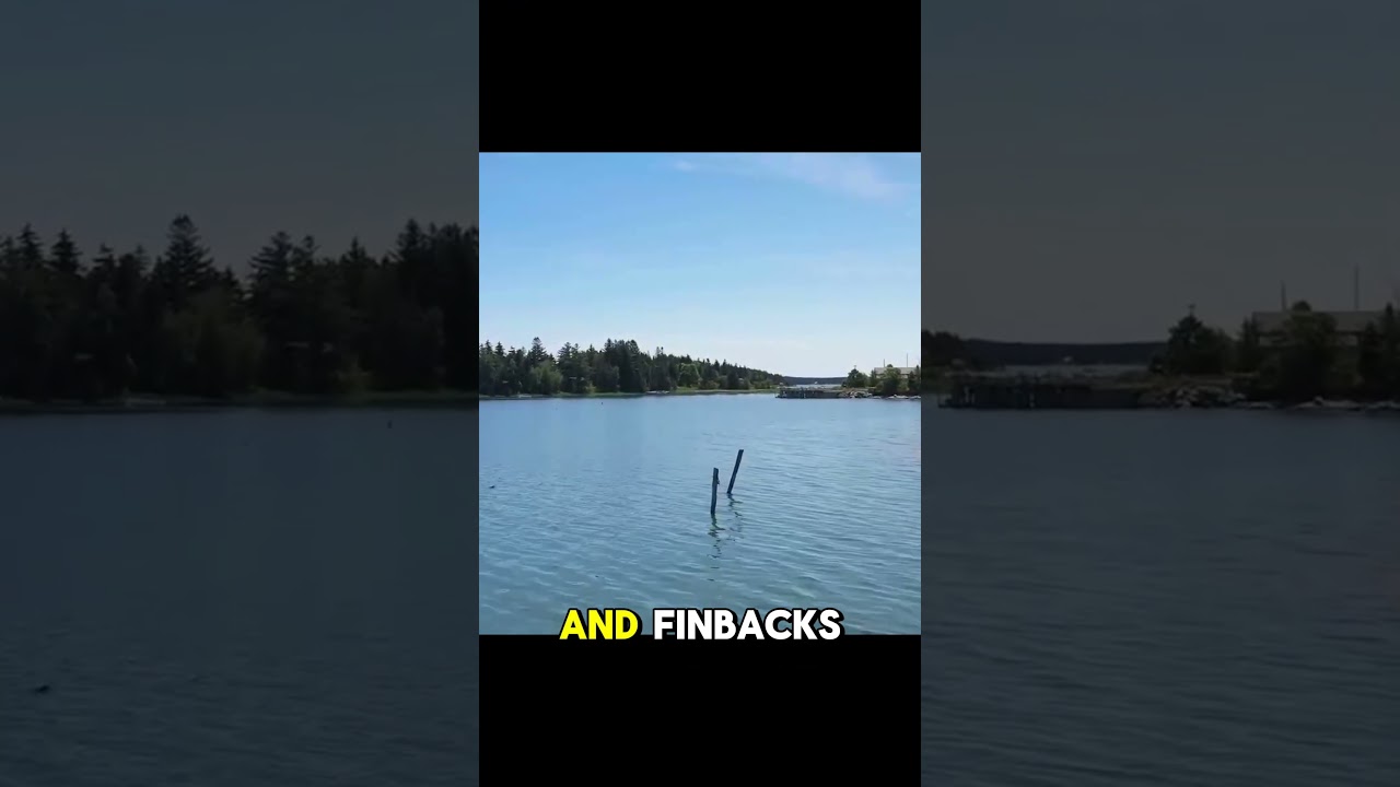 Bar Harbor USA |#shorts