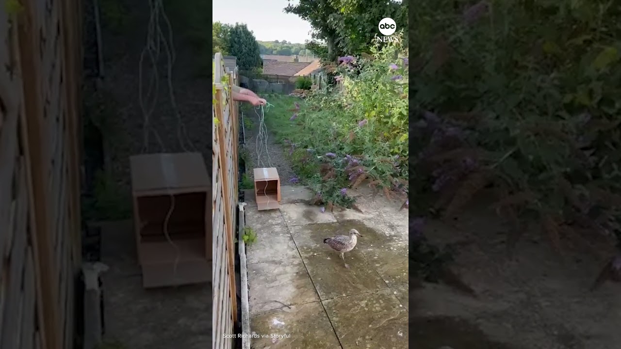 Bird lover builds trap to rescue stranded seagull