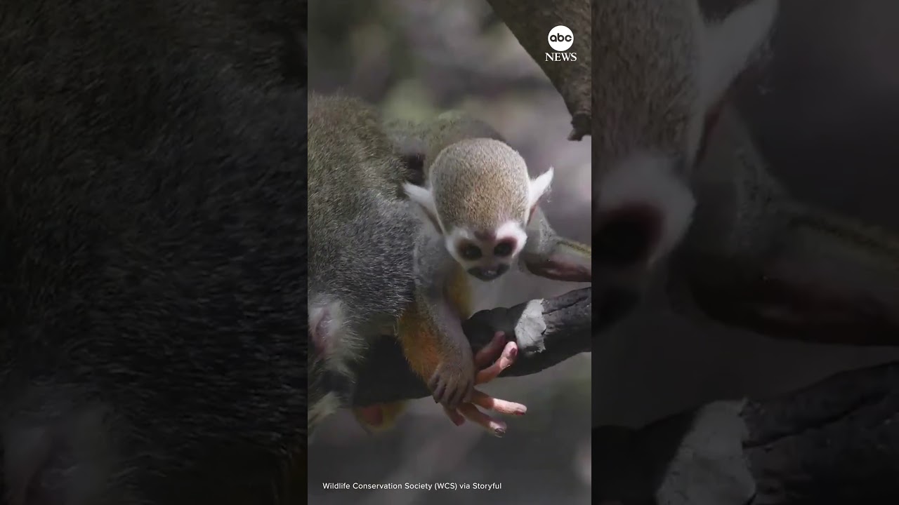 Bronx Zoo debuts baby squirrel monkeys