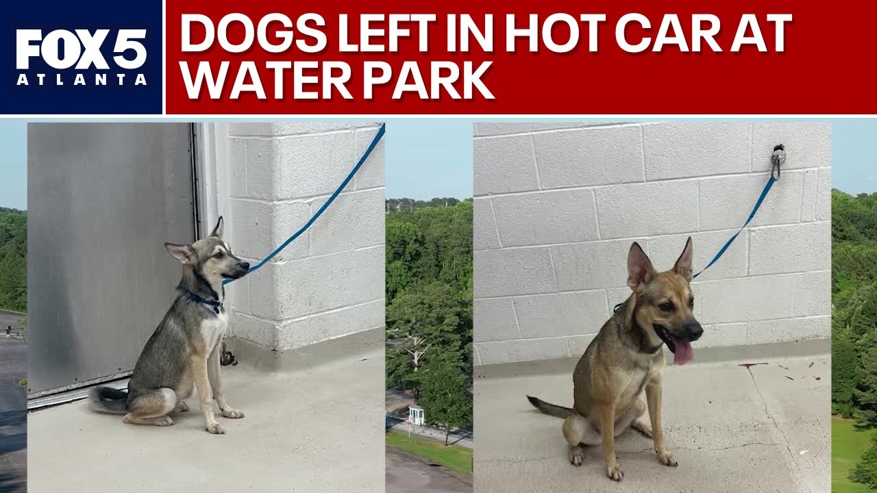 Dog rescued from hot car at Georgia waterpark | FOX 5 News