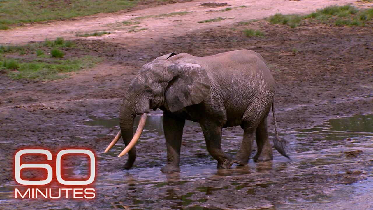 Elephants | 60 Minutes Full Episodes