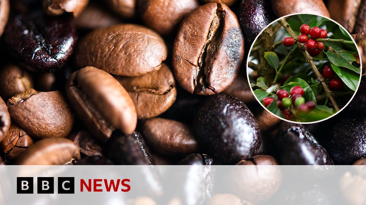 Inside Colombia’s coffee harvest as questions remain around US tariffs | BBC News