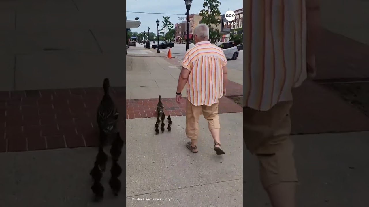 Librarian guides family of ducks to safety