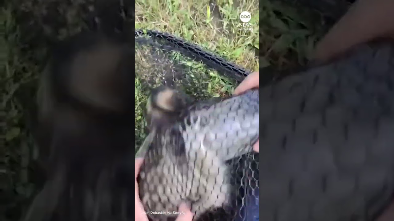 Raccoon with head stuck in jar rescued by Long Island animal lover