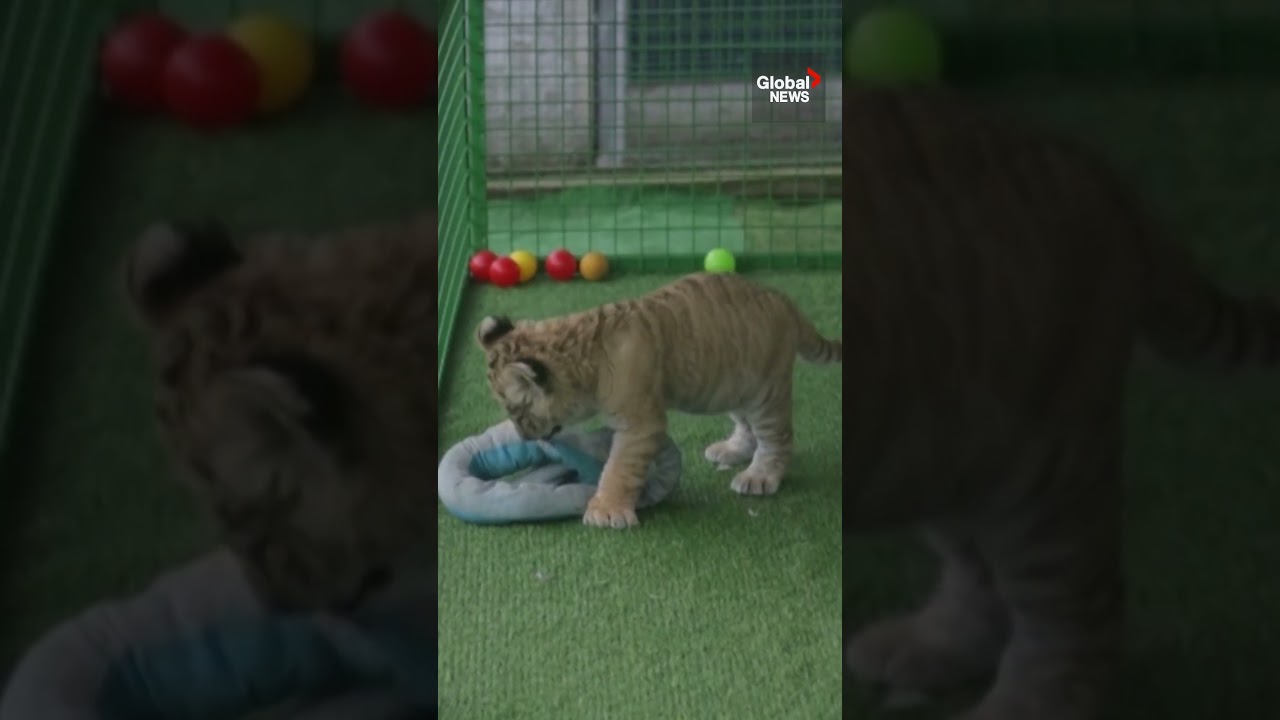 Rare liger cub born in Romania draws attention to controversial breeding