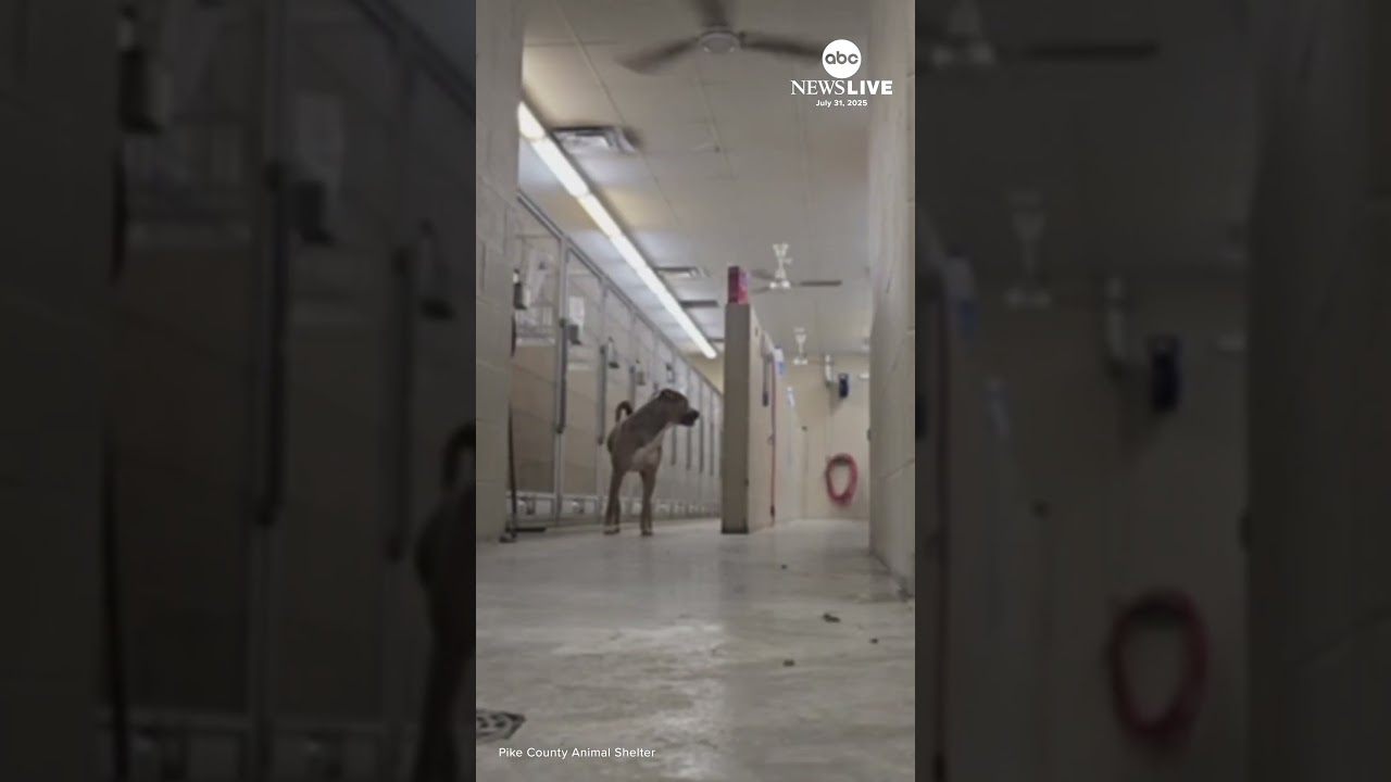 Rescue dog tries to escape from shelter