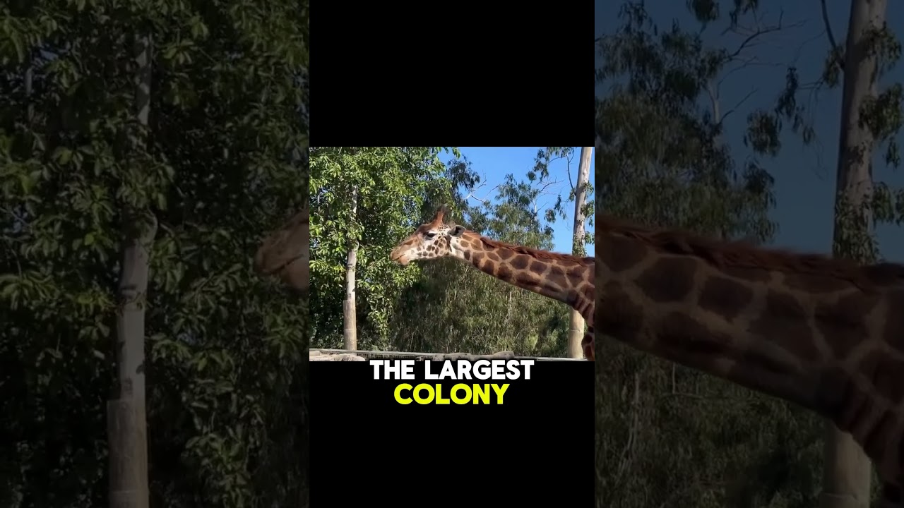 San Diego USA | #shorts