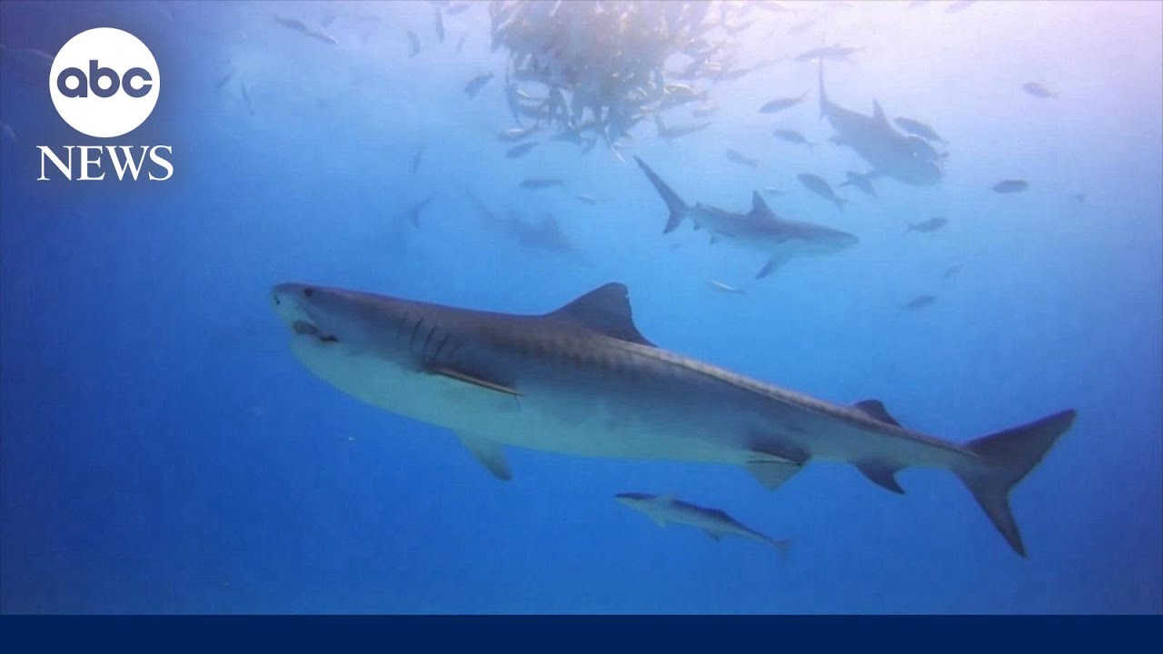 Senate calls for new shark alert system
