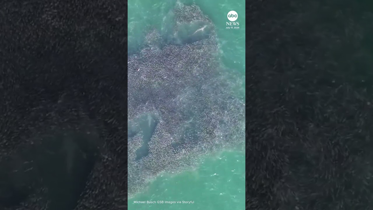 Shark feeding frenzy spotted in New York waters