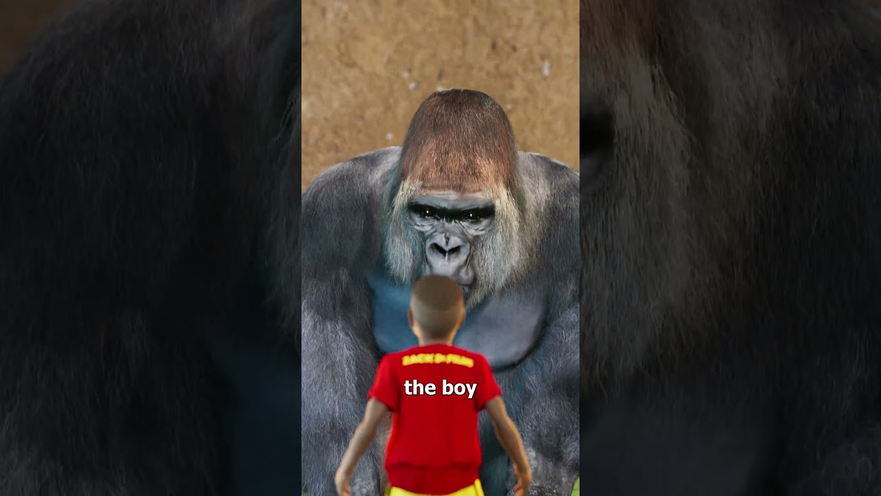 The Harambe Story 😢