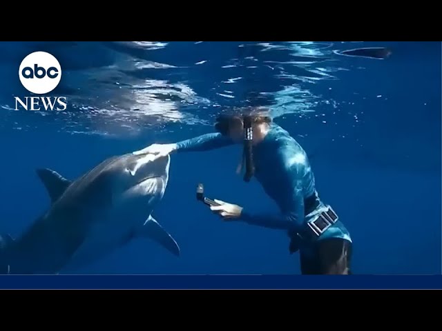 This simple advice from the ‘Shark Whisperer’ could save your life