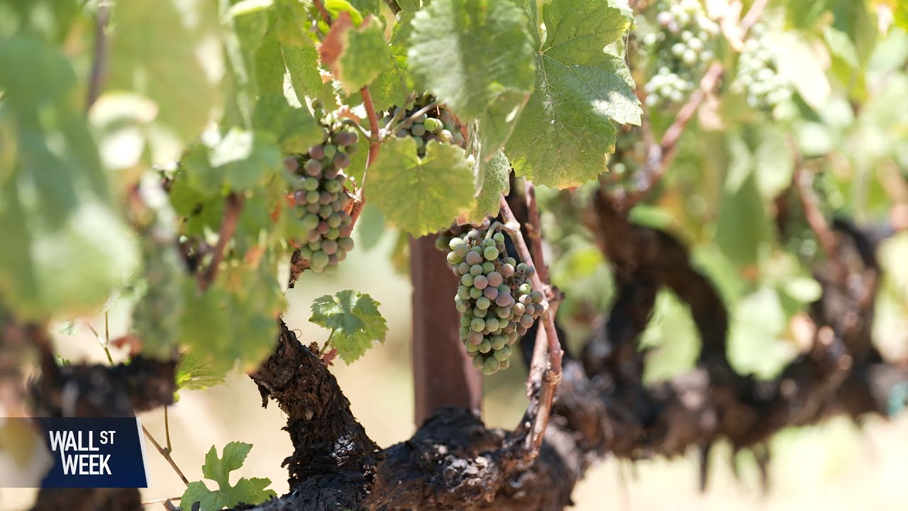 Wine Woes as President Trump’s Tariffs Loom