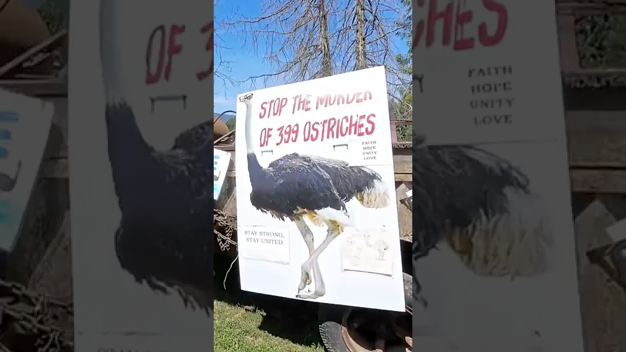 BC ostrich farm loses appeal to save 400 birds from cull over avian flu