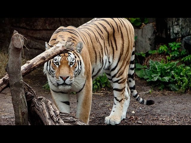 Danish zoo asks people to donate small animals to feed its predators