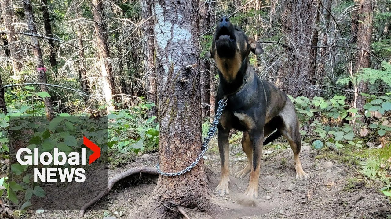 Dog chained to tree in BC wildfire zone found by her cries for help