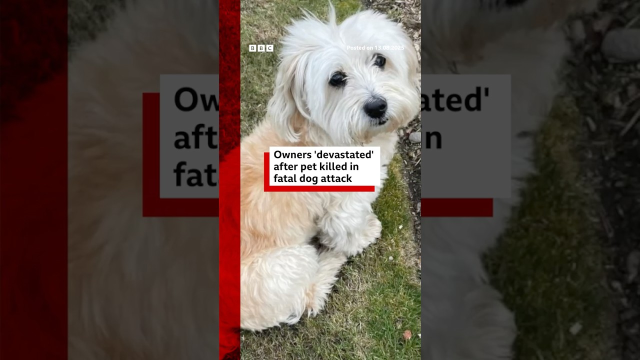 Dog owners hold back tears after fatal attack. #Dog #Bristol #BBCNews