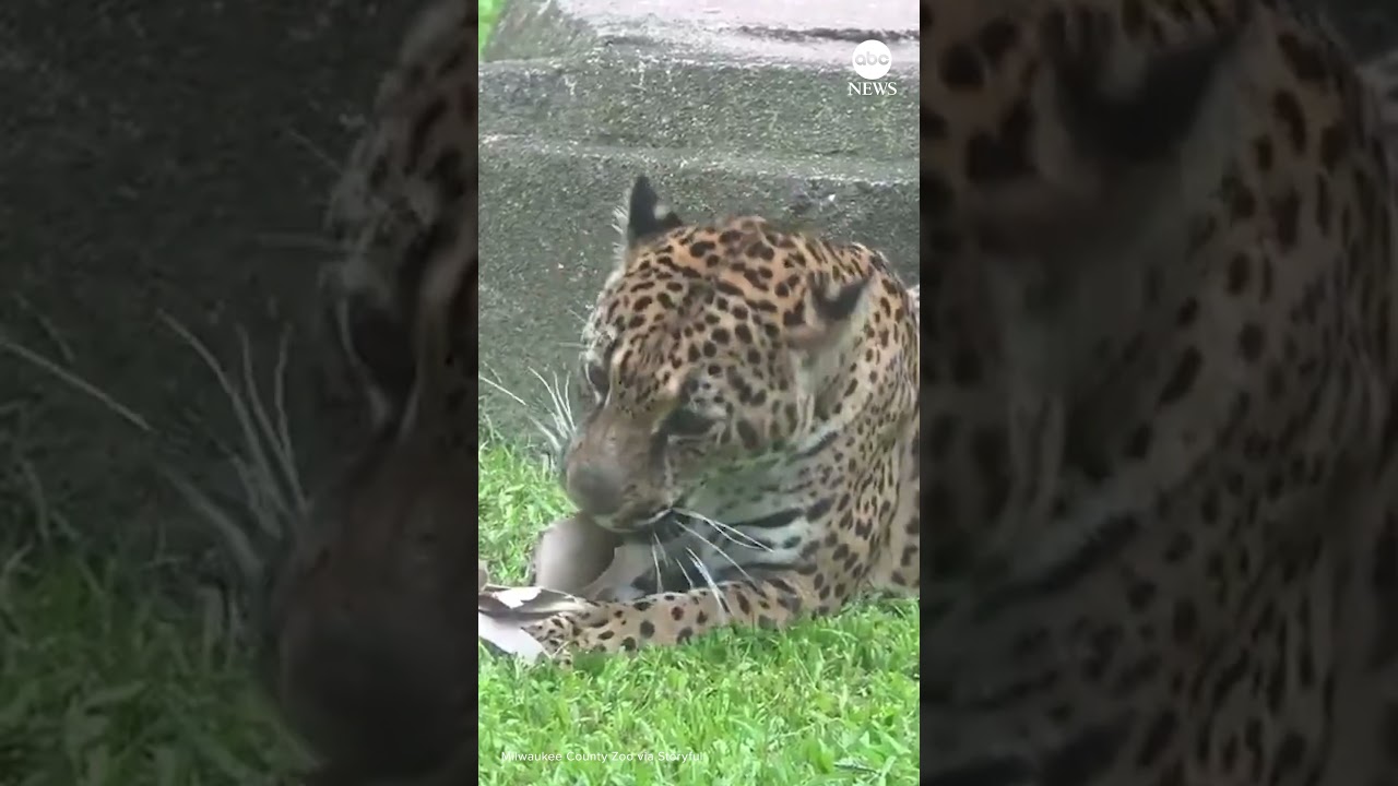 Fiesty jaguar tears up enrichment toy at Milwaukee zoo