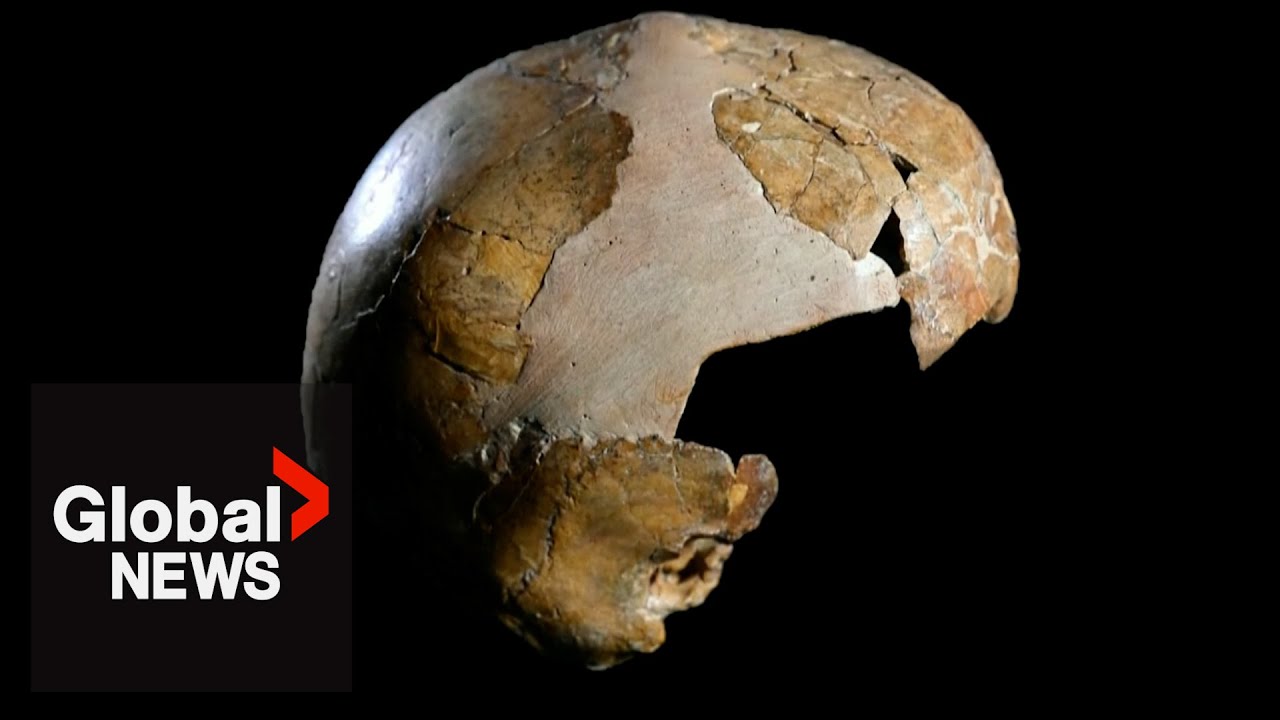 Fossilized child skeleton reveals Homo Sapiens procreated with Neanderthals earlier than thought