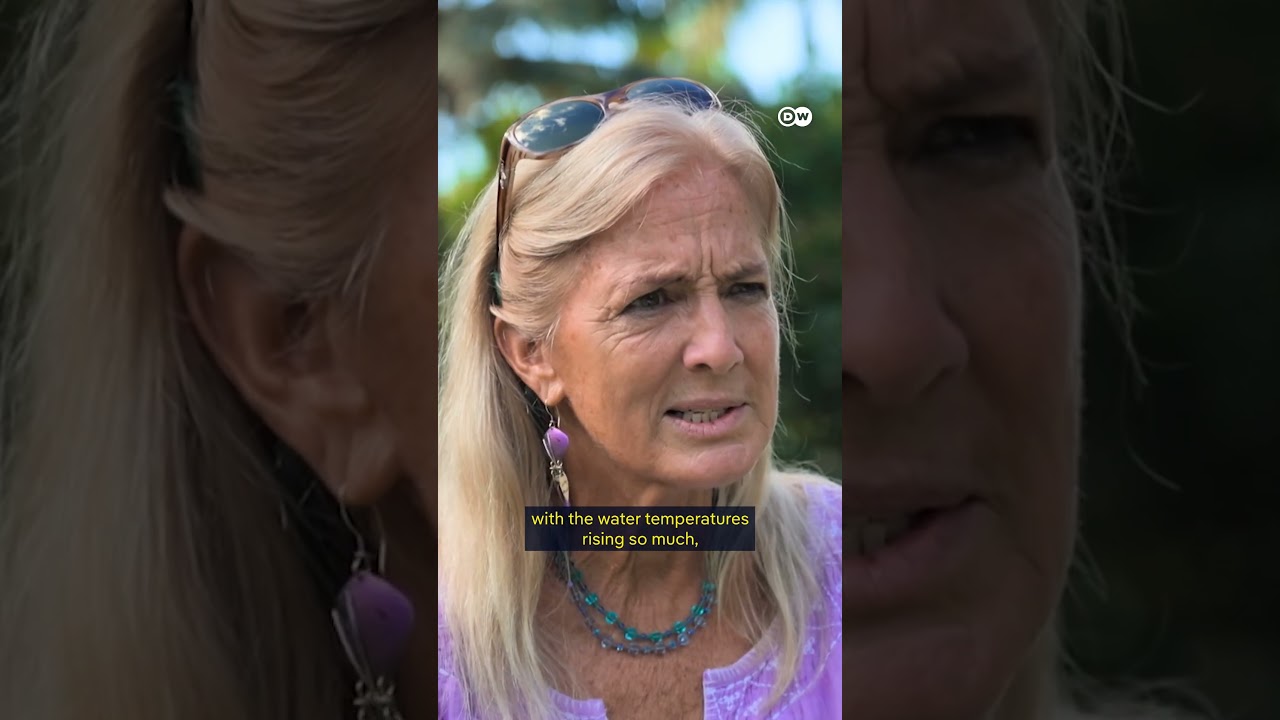 From hunted species to legal citizens of the sea | DW Documentary