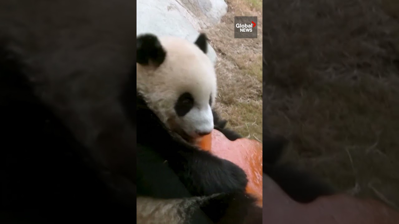 Giant panda twins celebrate 1st birthday in Hong Kong 🐼🎂