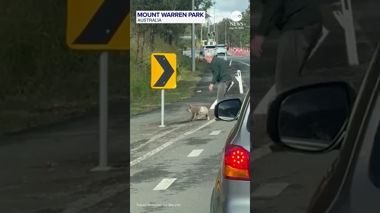 Man scolds koala after rescuing it from busy road