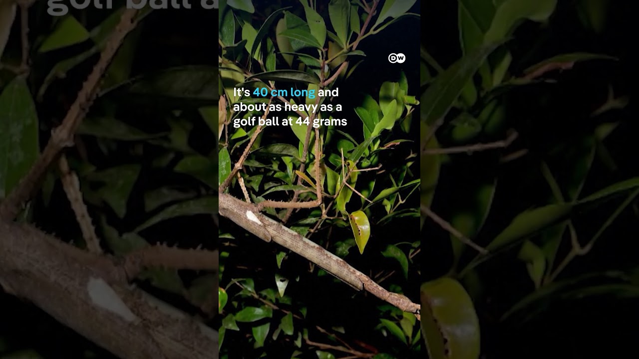 New species of stick insect discovered in Australia | DW News