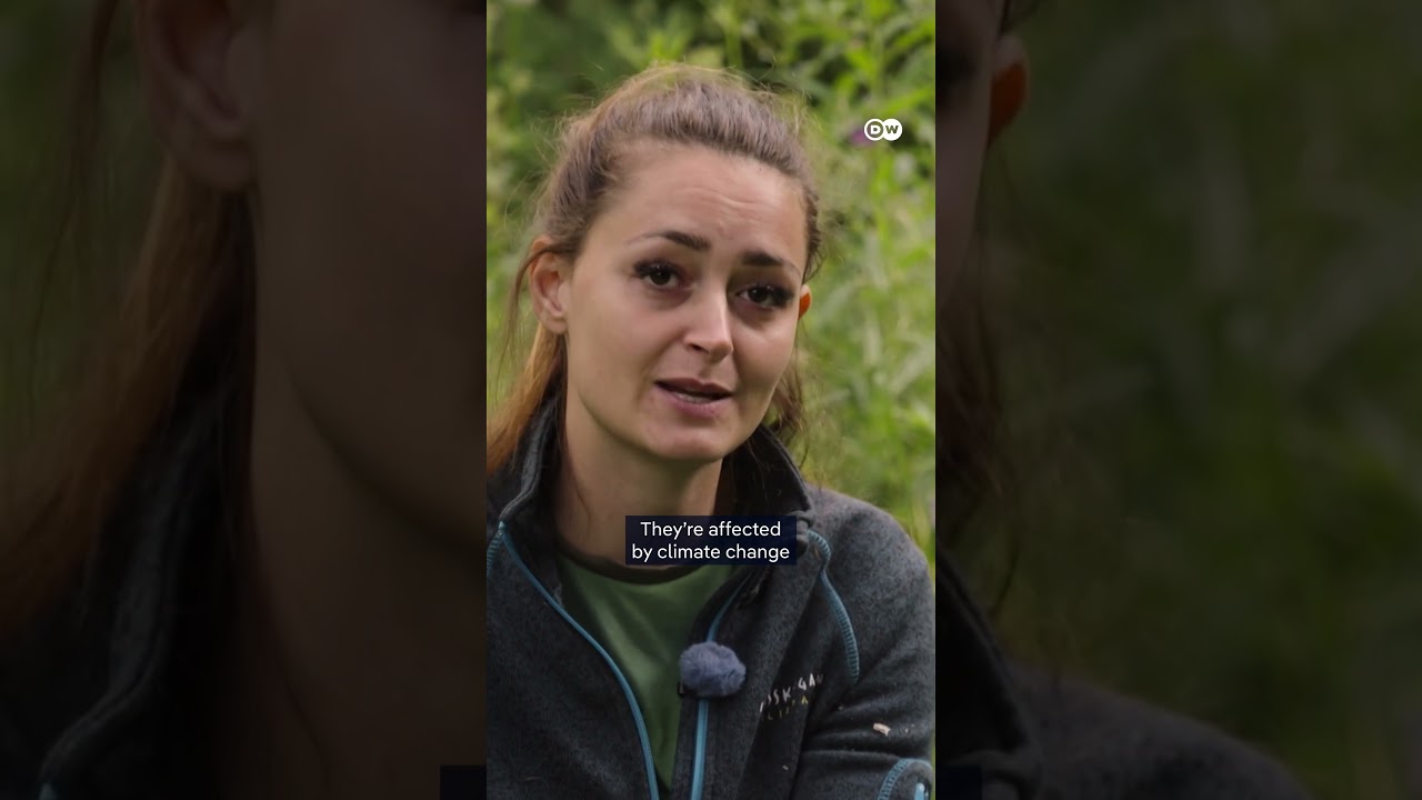 Norway’s Arctic foxes | DW Documentary