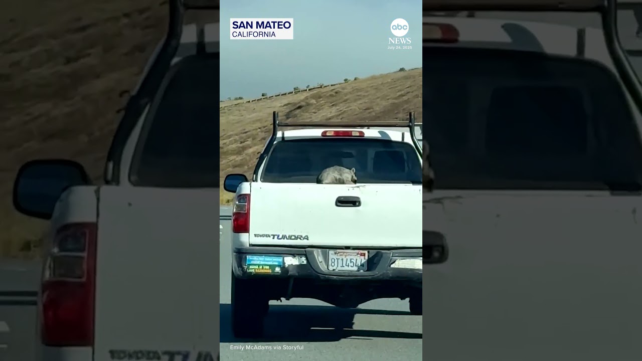 Raccoon enjoys windy ride in the back of a pickup truck on California highway