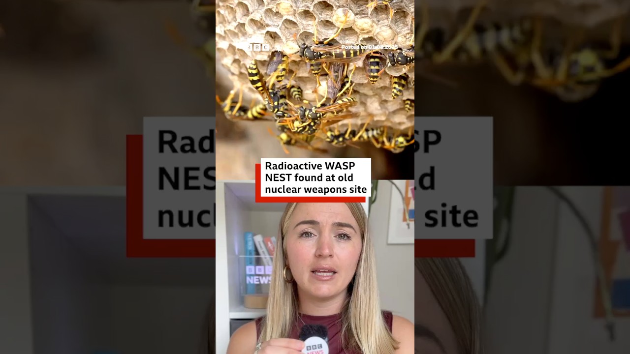 Radioactive wasps nest found at old US nuclear weapons site. #Wasps #Nuclear #BBCNews