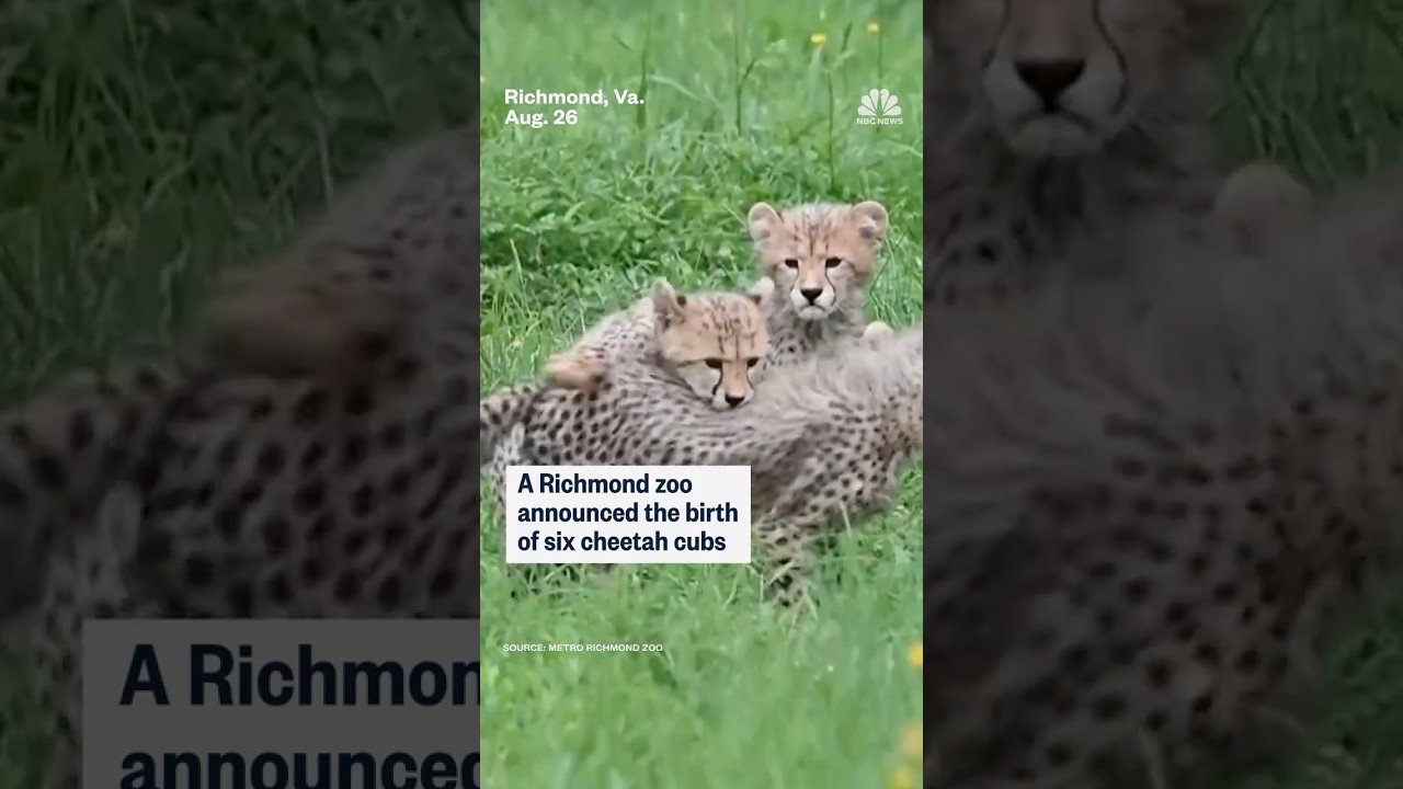 Richmond zoo announces birth of six cheetah cubs
