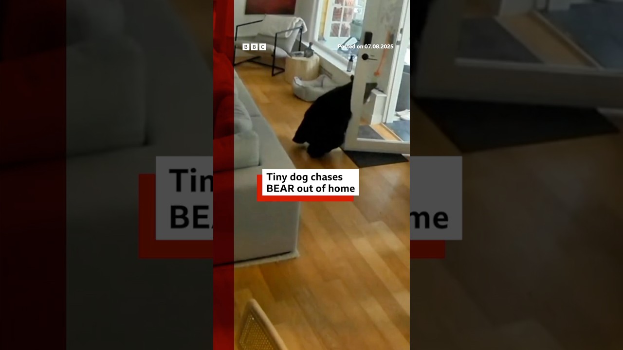 Small dog chases bear from Vancouver home. #Pomeranian #Canada #BBCNews