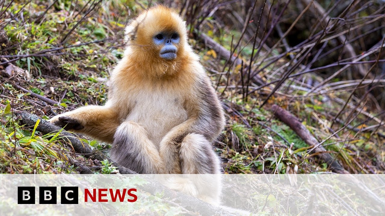 The battle to save China’s rare snub-nosed monkey | BBC News