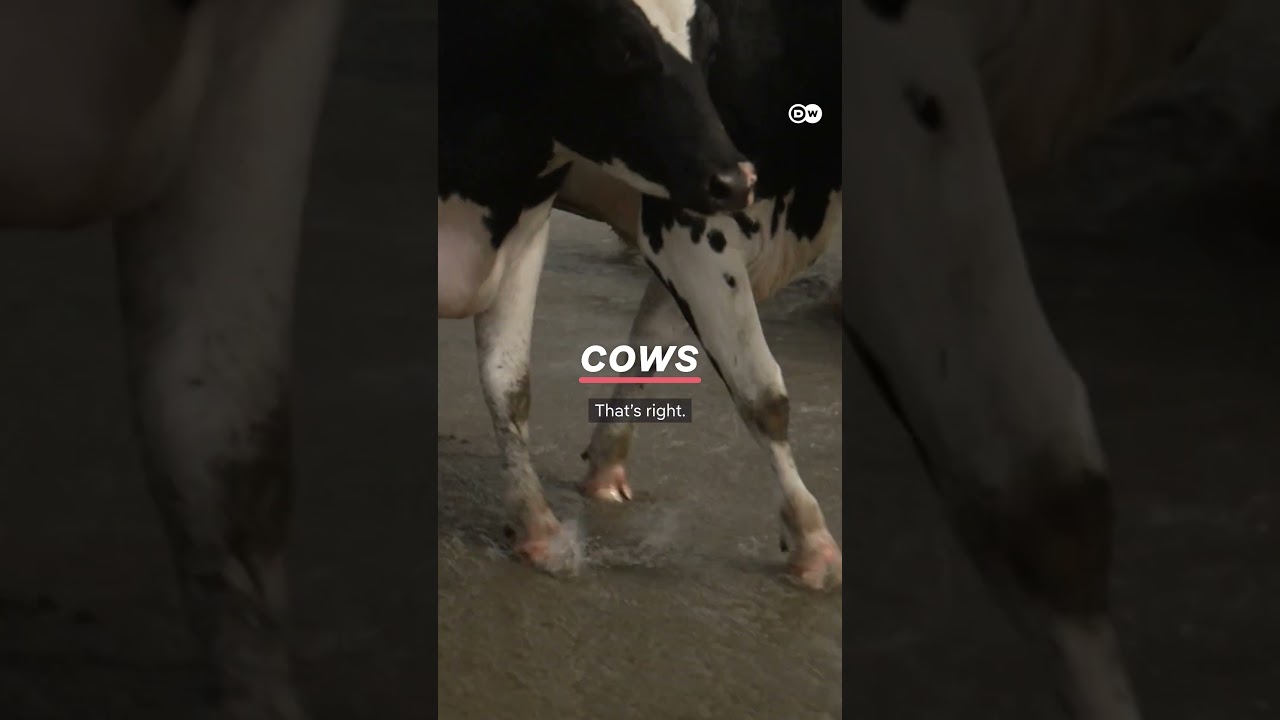 The island that could disappear | DW Documentary