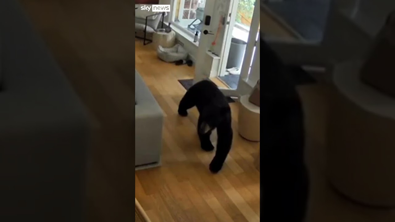 Watch: Tiny dog chases bear out of house