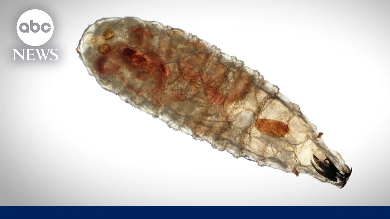 What to know about New World screwworm