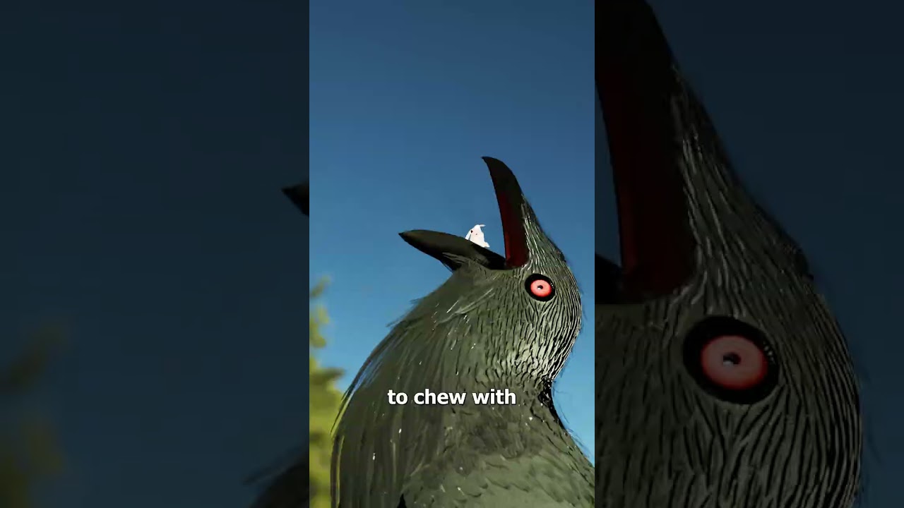 Why Birds Swallow Rocks After Eating 🤔