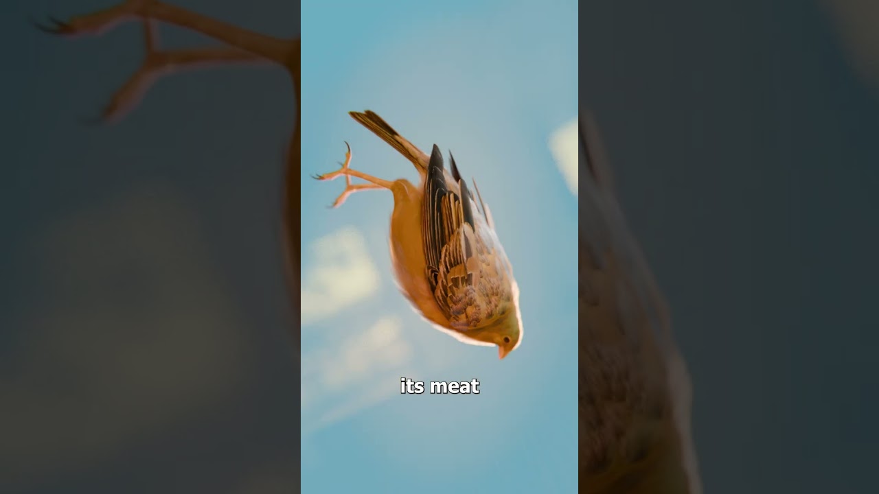 Why People Ate This Bird Feet First 😬