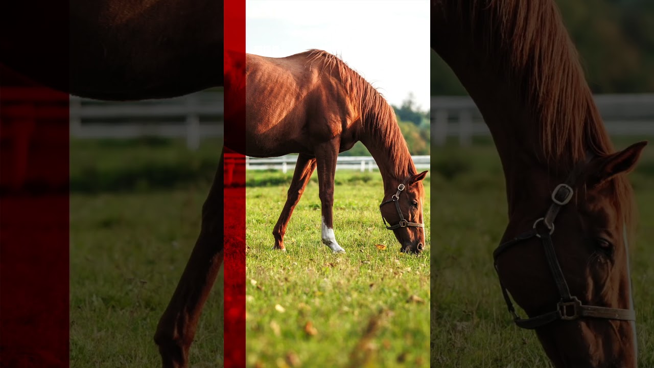 Zoo asks public to donate pets to feed its animals. #AalborgZoo #Denmark #BBCNews