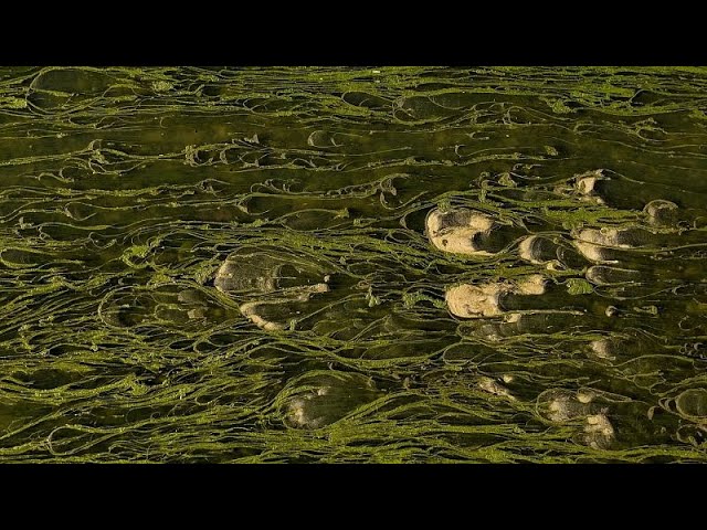 Algae grown on dairy effluent cuts mineral fertiliser use by 25%, scientists say