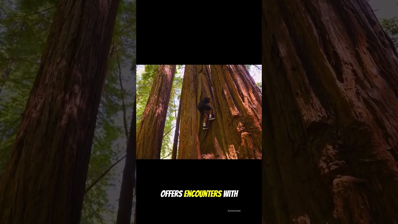 Big Sur California’s Most Breathtaking Coastal Beauty | #shorts