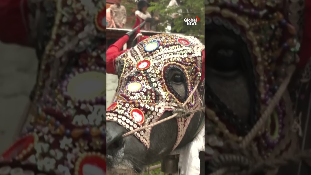 Cambodia’s festival of the dead ends with buffalo racing and spiritual offerings