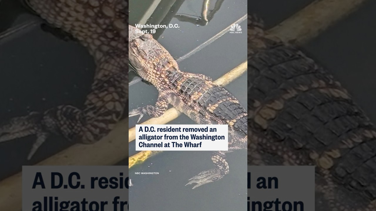 D.C. resident removes alligator from Washington Channel