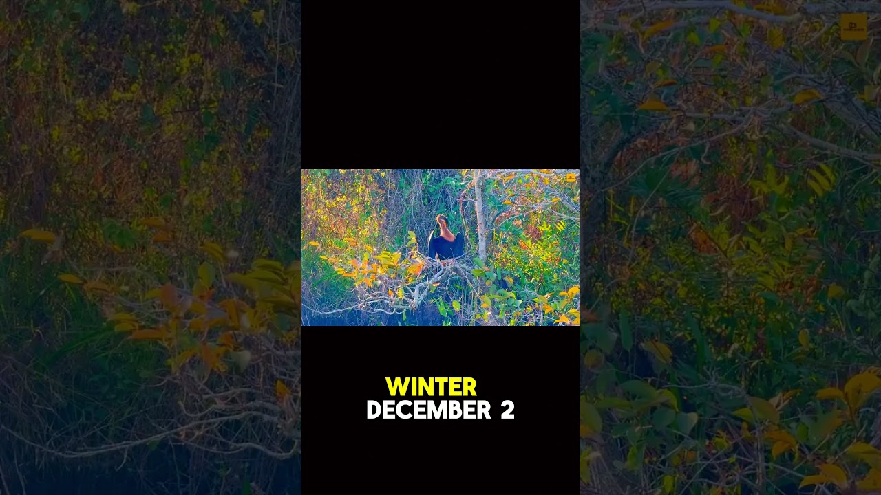 Discover Everglades National Park | #shorts