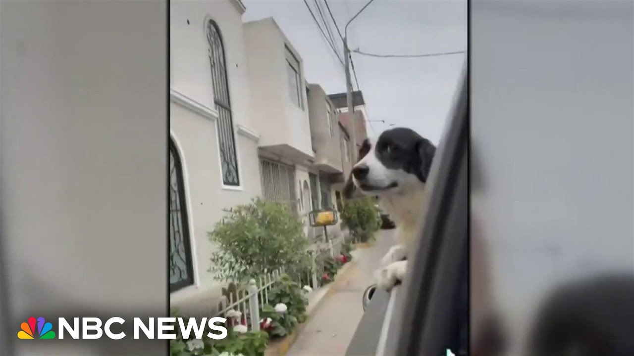 Dynamite Dog: Family pet hailed a hero after defusing dynamite in home attack in Peru