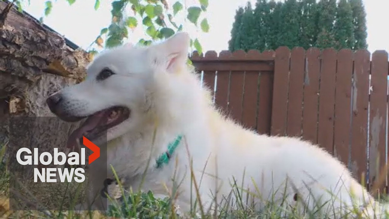 Edmonton dog lost in the wild for 3 weeks found safe: “He just ran to me”