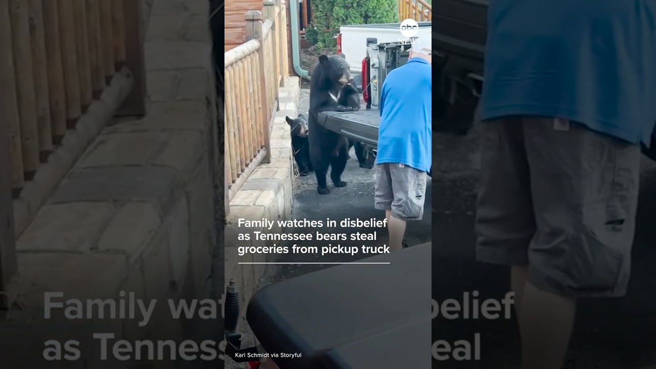 Family watches in disbelief as bears steal groceries from pickup truck